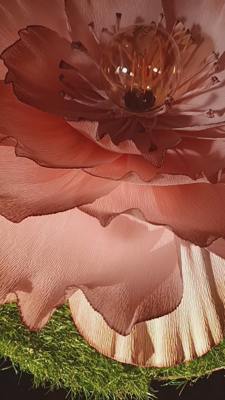 Rose au dégradé chocolat