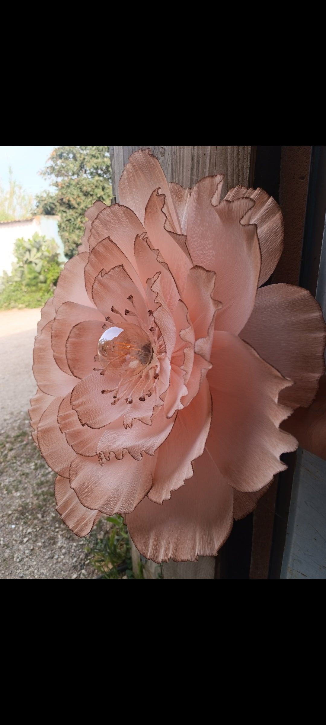 Rose au dégradé chocolat