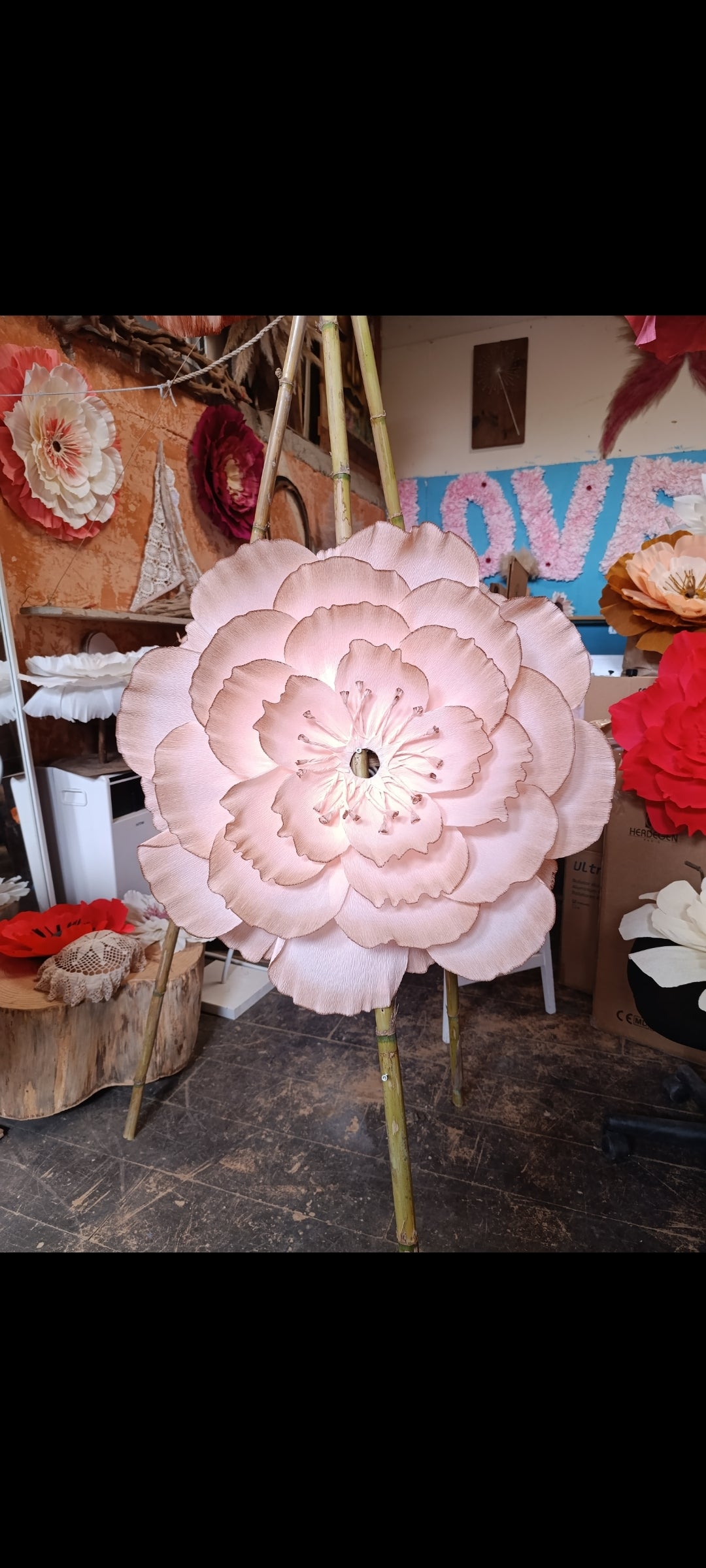 Rose au dégradé chocolat