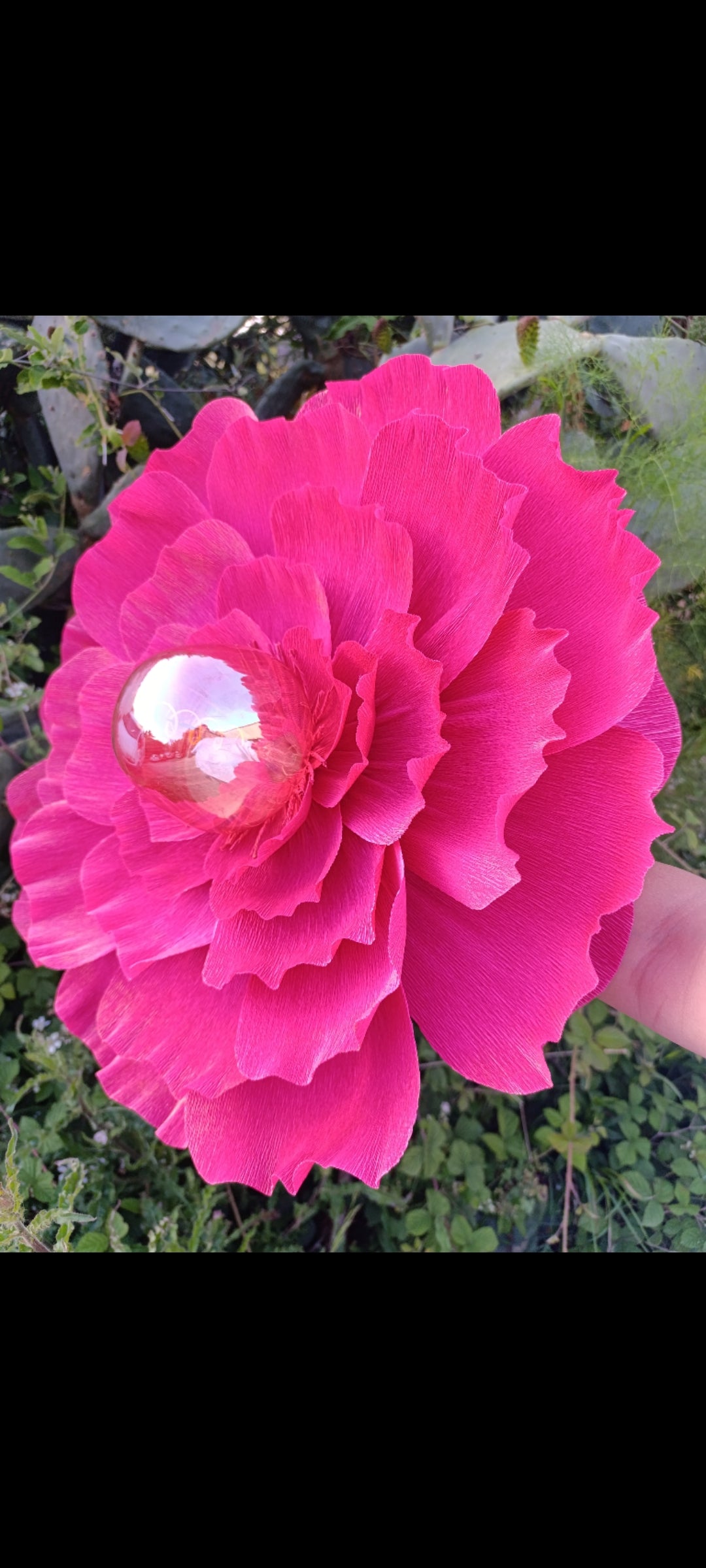Fleurs rouge tirien au pétales irisé doré