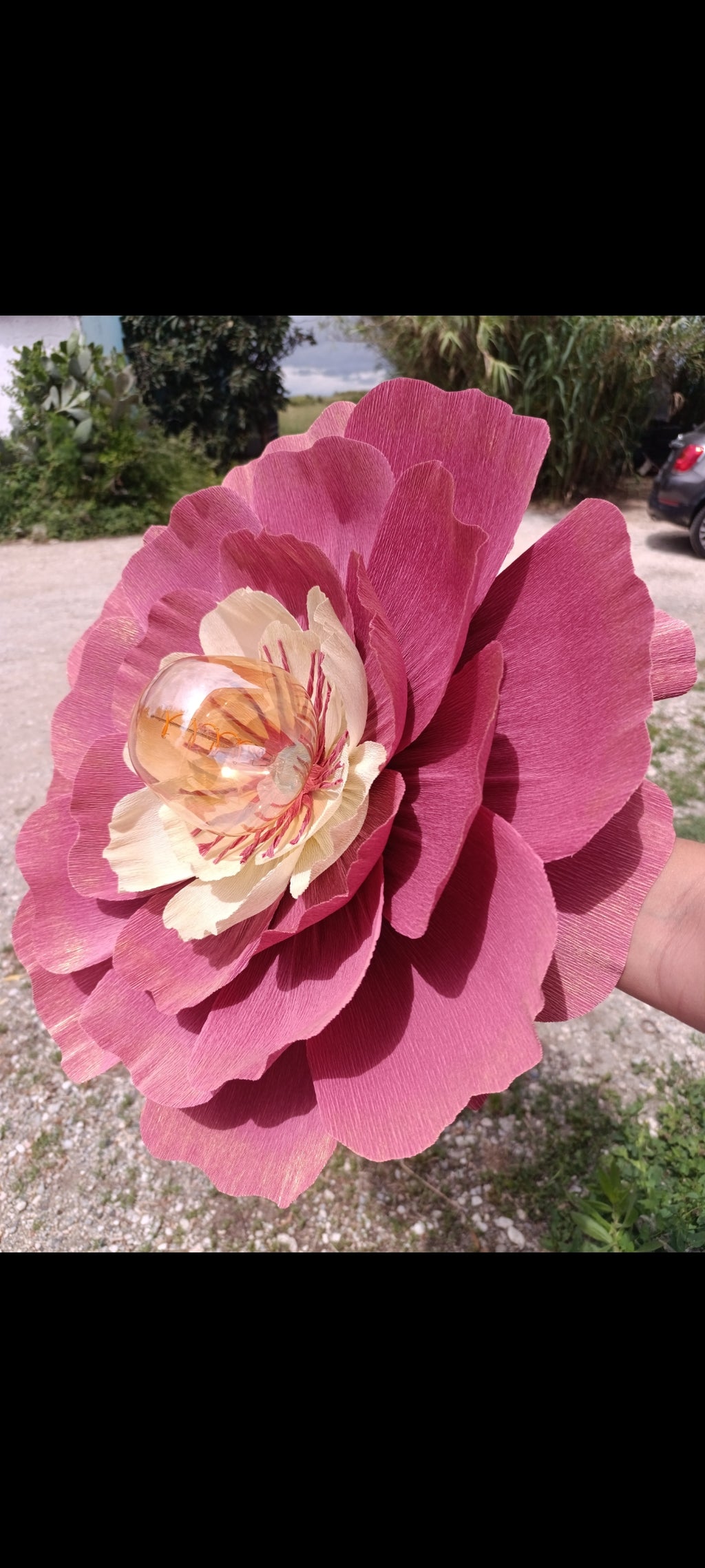 Rose terracotta au coeur ivoire