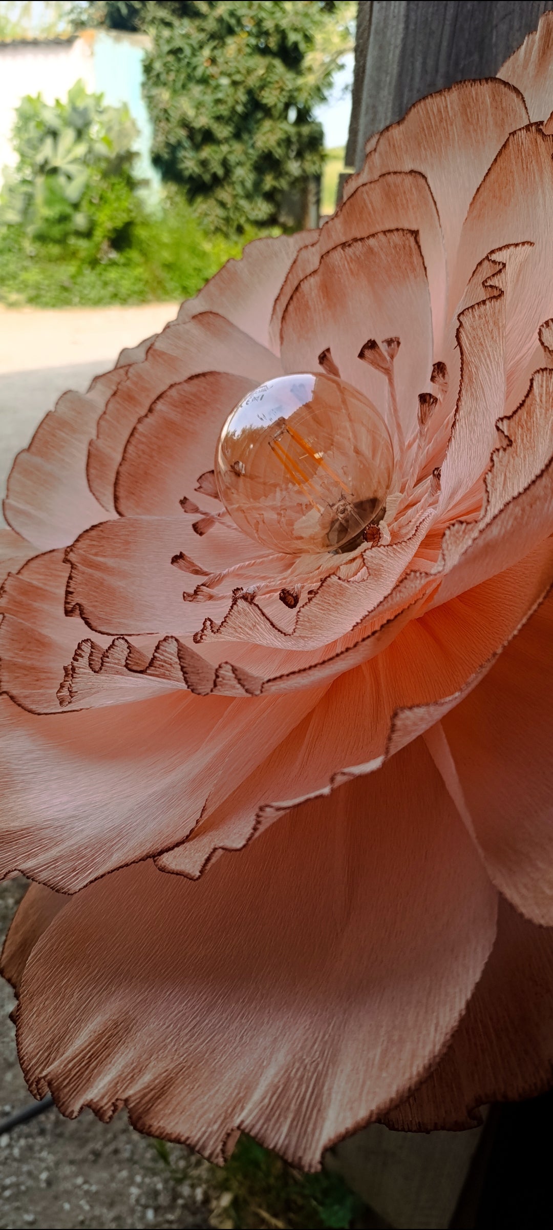 Rose au dégradé chocolat