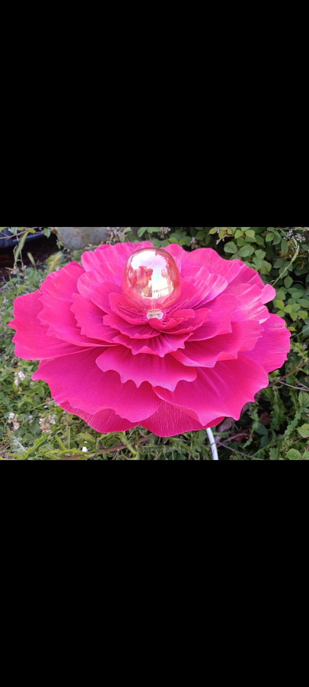 Fleurs rouge tirien au pétales irisé doré