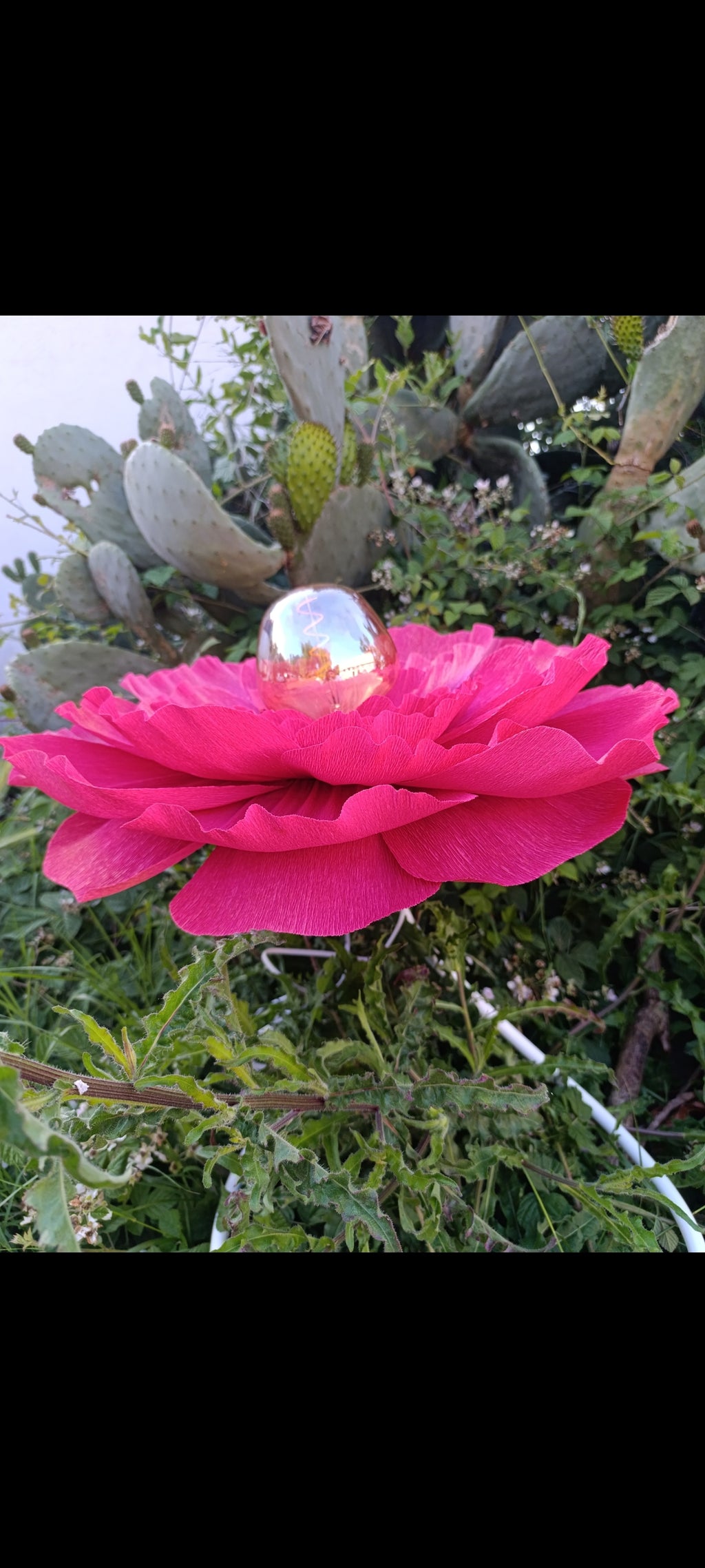 Fleurs rouge tirien au pétales irisé doré