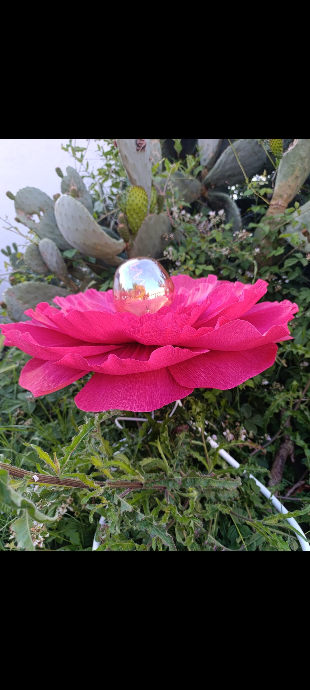 Fleurs rouge tirien au pétales irisé doré
