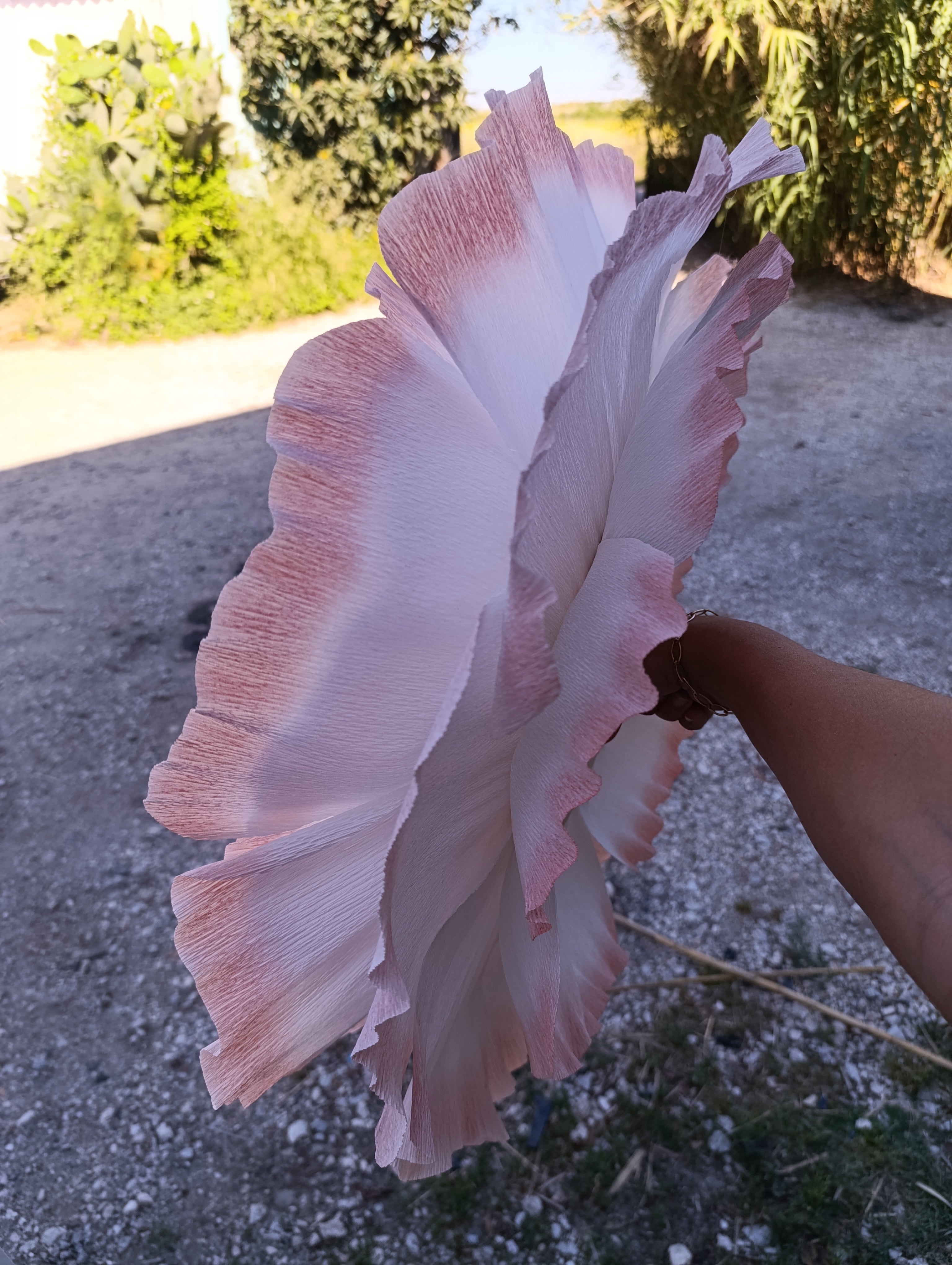 La fleur au dégradé rose