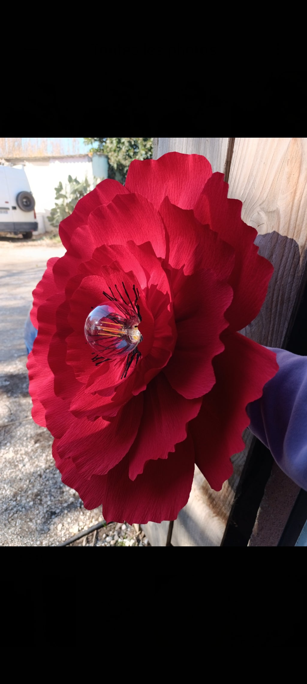 Coquelicot