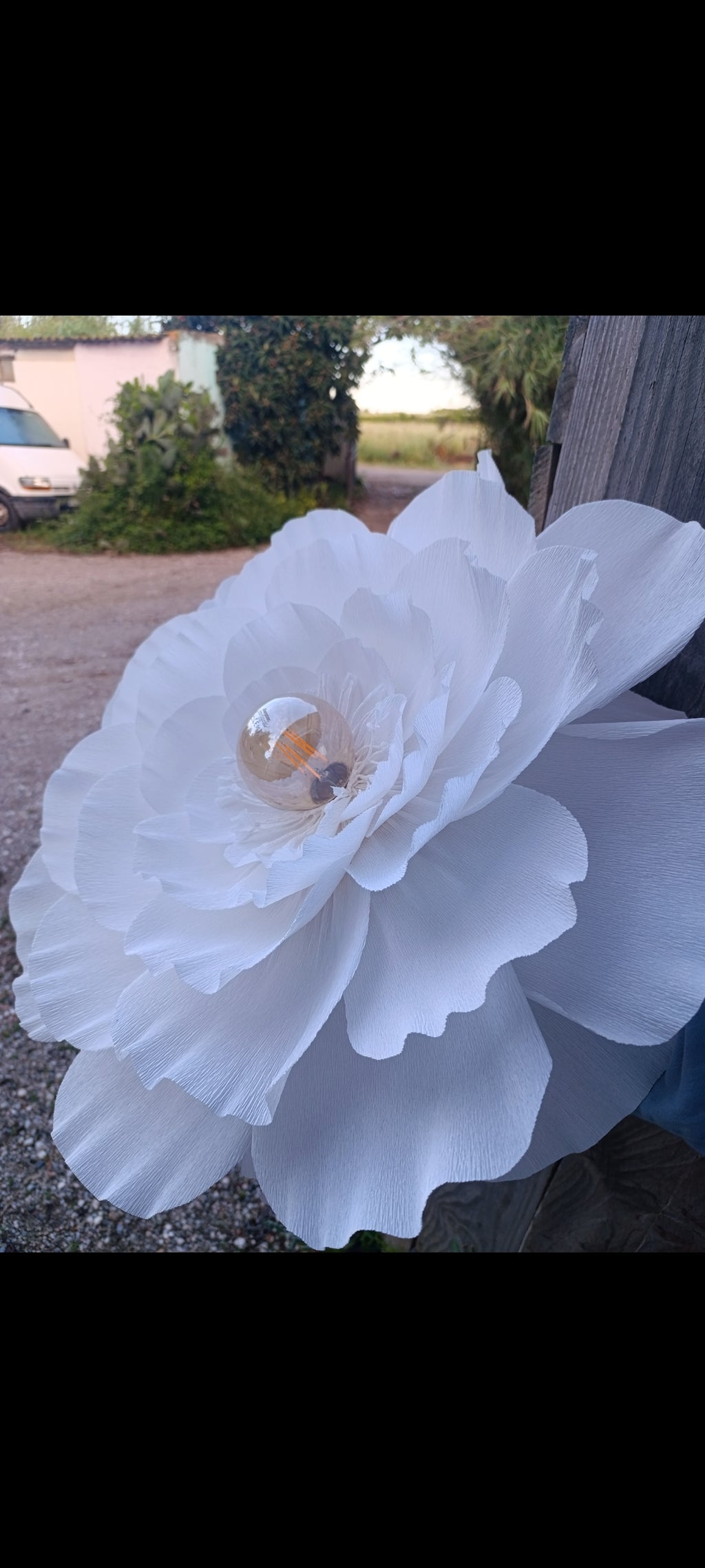 La fleur blanche