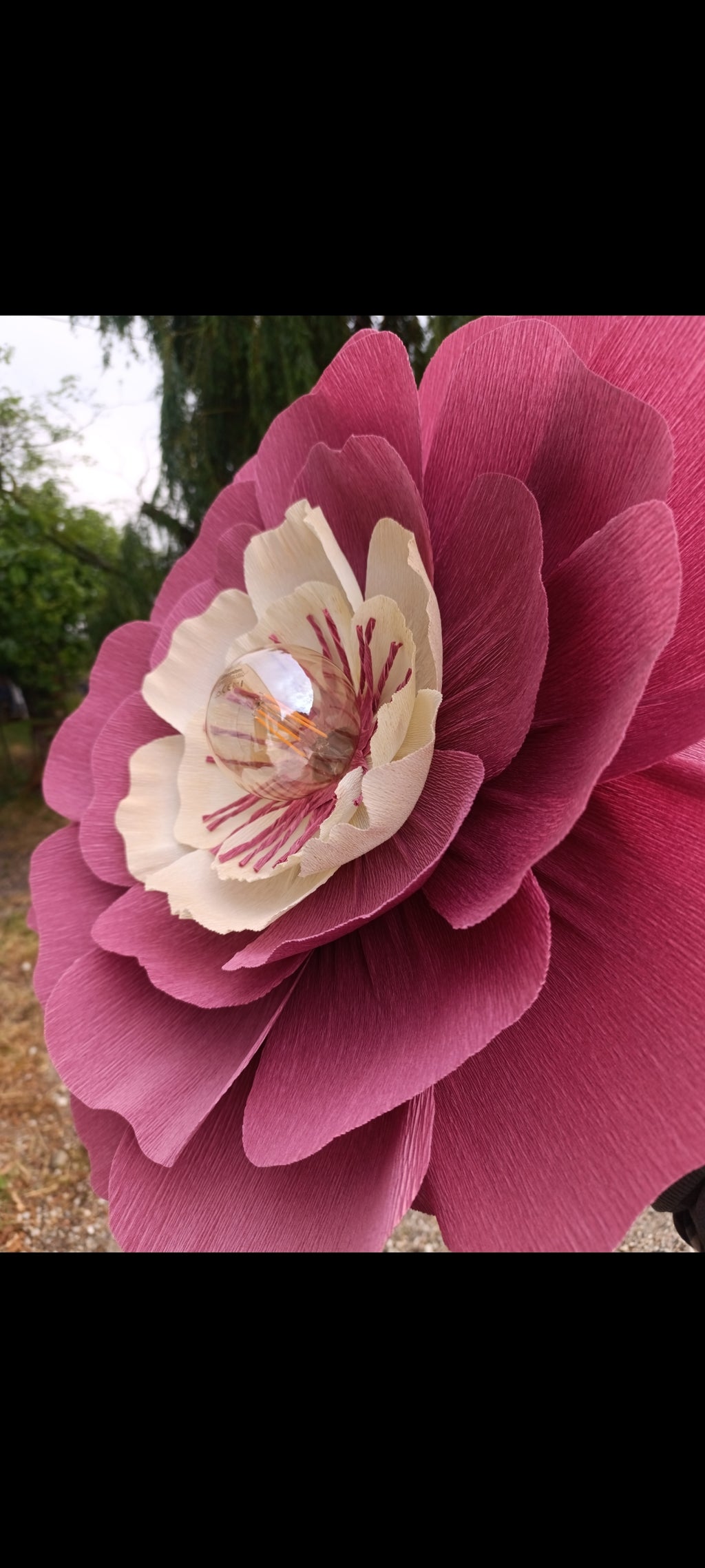 Rose terracotta au coeur ivoire