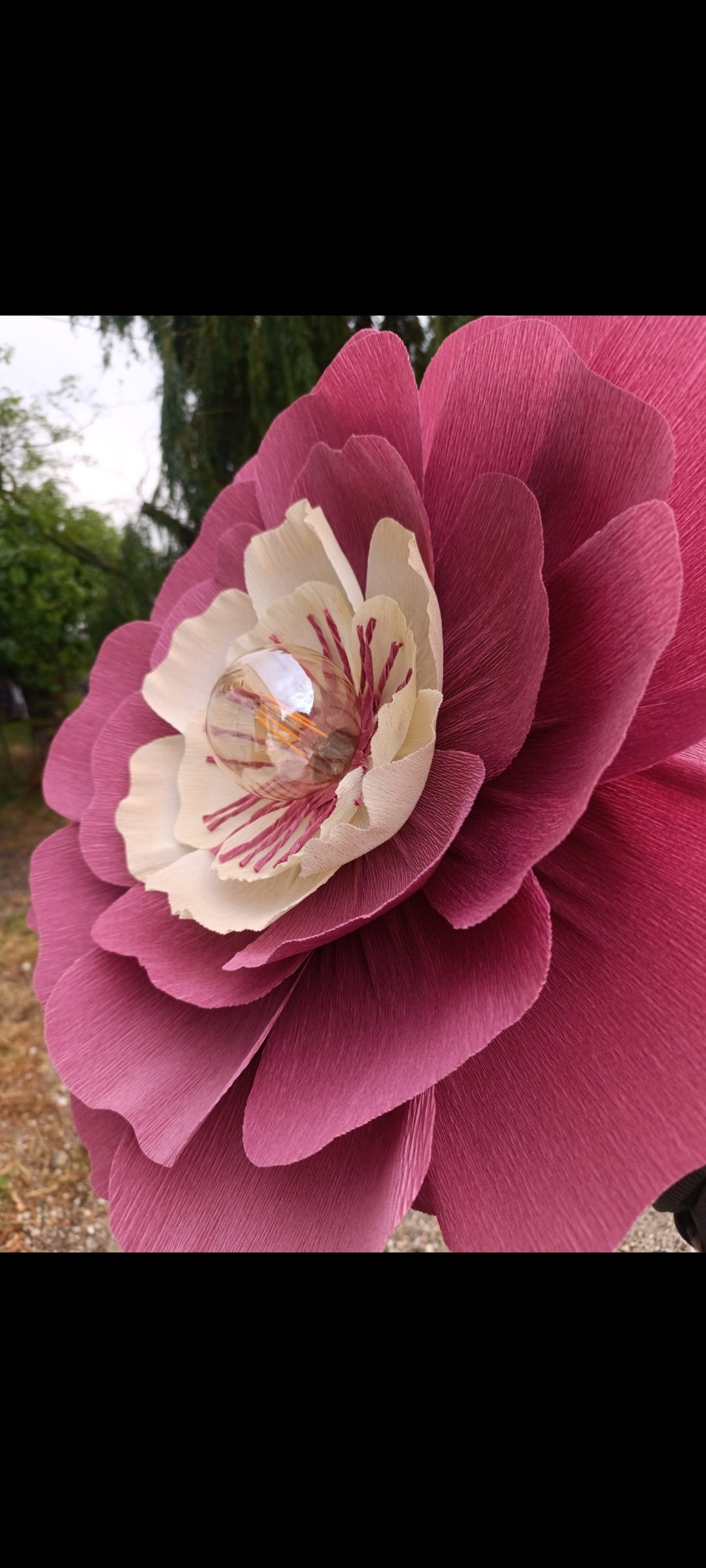 Rose terracotta au coeur ivoire