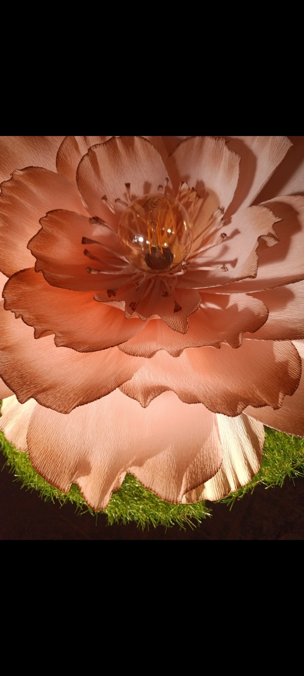 Rose au dégradé chocolat