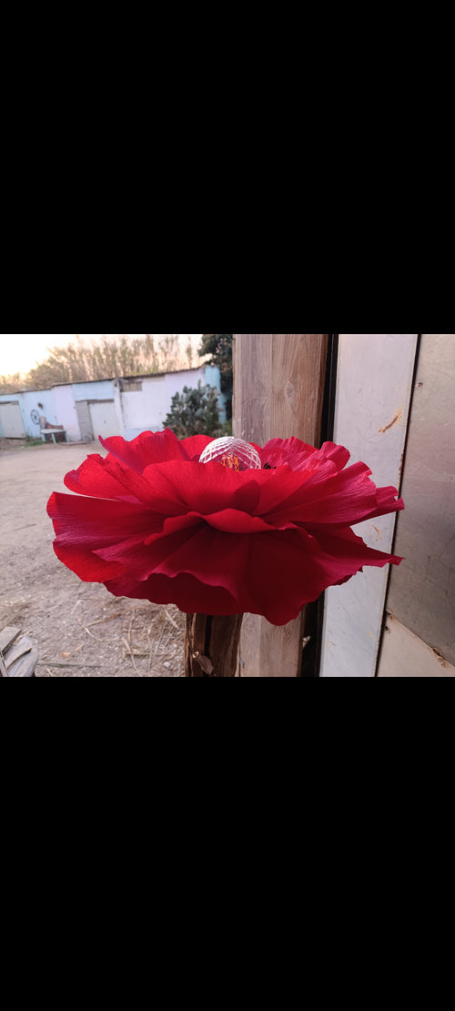 Coquelicot