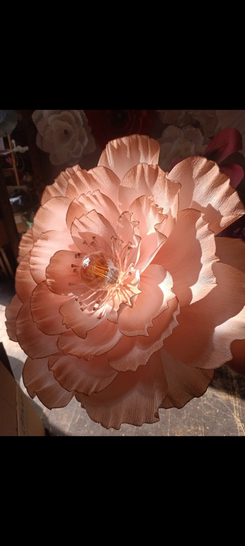 Rose au dégradé chocolat